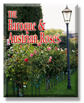 The Baroque & Austrian Roses