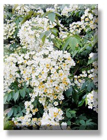 Rose Kiftsgate at Kiftsgate Court Garden