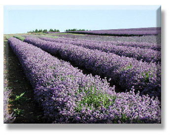 athe beauty of Lavendar