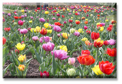 tulips Villa Taranto