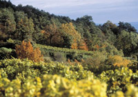 Austrian vineyard in the fall
